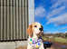 Beagle for stud