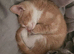 Maine coon bloodline kittens