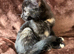Beautiful Tortie Kittens