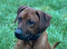 Rhodesian Ridgeback Male