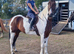 Super happy hacker/family horse