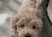 Gorgeous F1 Toy Maltipoo Puppies DNA Health Tested Clear