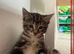 4 beautiful kittens - also rare gorgeous female ginger