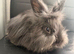 Lionhead minilionlop mixed breed