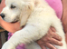 Ready now Golden Retriever pups