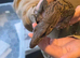 Captive Farmed (2024) Male Roughneck