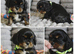 Health Tested- Cavalier King Charles Spaniel