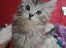 Maine Coon kittens. Mother is TICA registered.