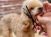 Looking for a full size poodle puppy bitch