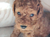 Miniature cockapoo puppies