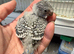 Hand Tame Budgie Chicks Ready Soon
