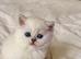 Beautiful Scottish Fold Kittens – Ready from 1st August