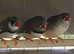 Finches x8