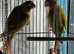 Baby green cheek conure
