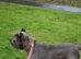 Cane corso for STUD