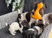 Jack Russel pups