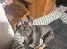 9 month old male French bulldog