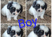 Papillion puppies