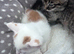 Last Kitten Available