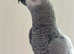 African Grey Female Very Talkative