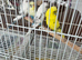 3 months young budgies available