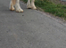 Cream yearly colt