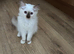Ragdoll kitten