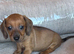 Beautiful Baby dachshunds