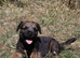 KC registered Border Terrier Puppy