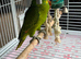 Hand reared baby Amazon
