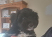 Beautiful Yorkiepoo Boy