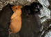 Working cocker spaniel puppies 3 girls 1 boy