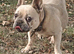 Stunning Lilac French Bulldog girl