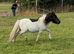 Halstock Spike miniature Gelding