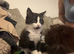 BLH kitten