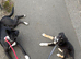 Lurcher