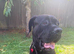 Cane corso rehome