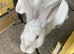 Continental giant cross with mini lop