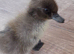 Indian runner cross cayuga ducklings