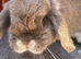 1 year old rabbit and hutch