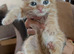 4 adorable ginger boy kittens available..have beautiful markings