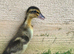 Day old Indian runner ducklings
