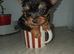 Tea cup yorkshire terrier