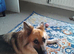 FEMALE GERMAN SHEPHERD