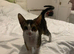 Abyssinian cross curly boy