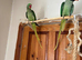 Pair of alexandrine parrots