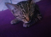 Tabby girl kitten