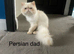 If you&rsquo;re looking for a beautiful Persian kitten with a sweet personality, one of these little fluffballs might be your perfect new family member