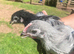 Orpington pullets