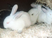 New zealand baby rabbits for sale
